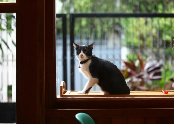 招待所 Madcat 曼谷疯猫民宿 *